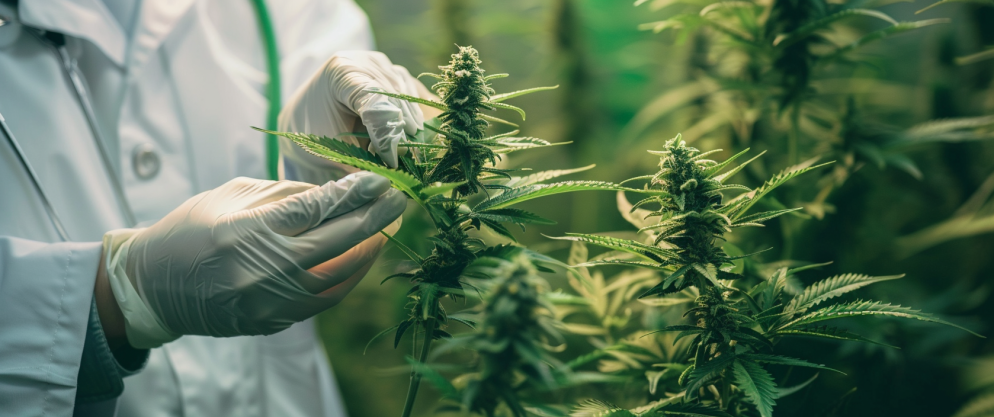 How Long Till Delta 8 Leaves Your System (Plus Detox Tips) 8 How Long Till Delta 8 Leaves Your System