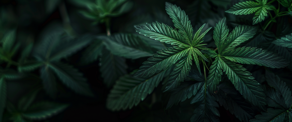 What Is Delta 8? Thc Concentration, Effects, And Usage Tips 11 What Is Delta 8