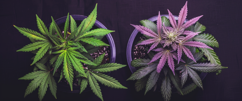 What'S The Difference Between Thc And Thcv? 6 What'S The Difference Between Thc And Thcv