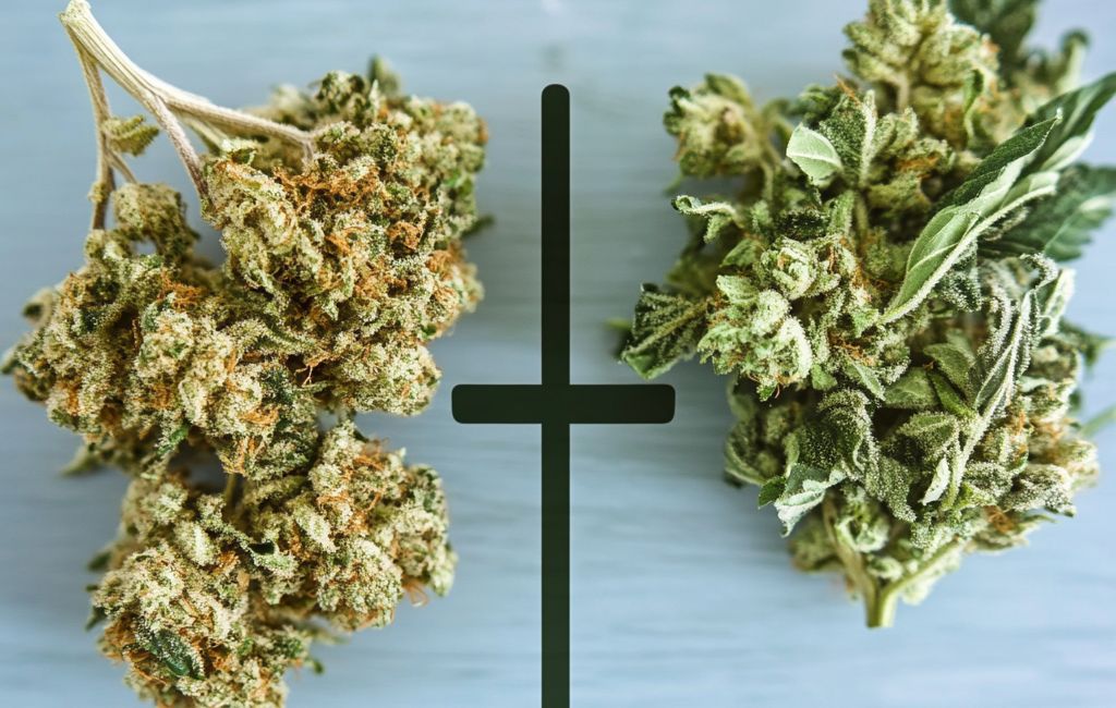 Thca Vs Thcp: Understanding The Core Differences 2 Thca Vs Thcp