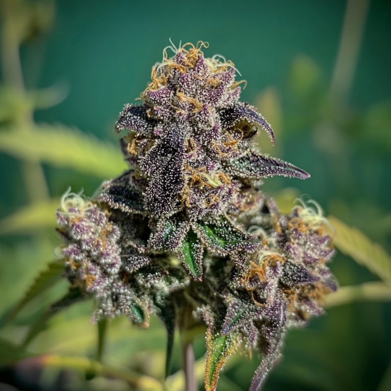 Bruce Banner Strain 9 Bruce Banner Strain